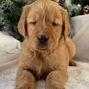 Pippa, Golden Retriever Puppy