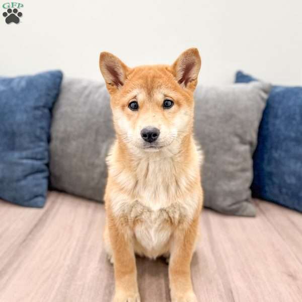 Marcie, Shiba Inu Puppy