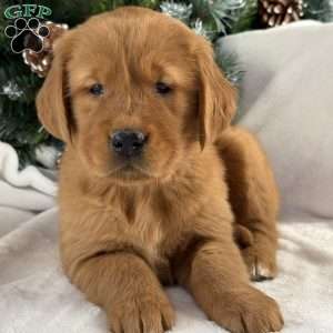 Daisy, Golden Retriever Puppy