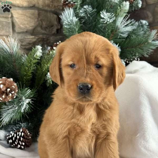 Daisy, Golden Retriever Puppy