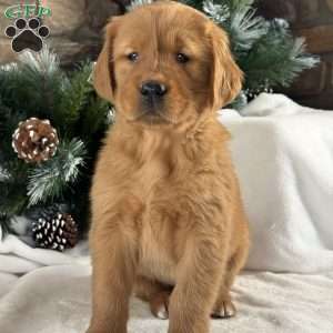 Daisy, Golden Retriever Puppy