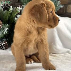 Daisy, Golden Retriever Puppy