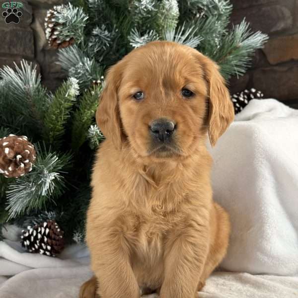 Archie, Golden Retriever Puppy