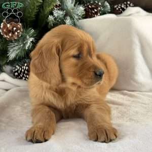 Archie, Golden Retriever Puppy