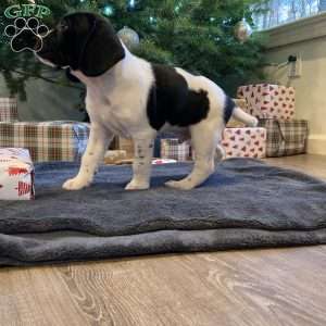 Milo, Beagle Mix Puppy