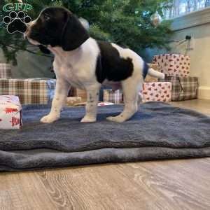 Milo, Beagle Mix Puppy