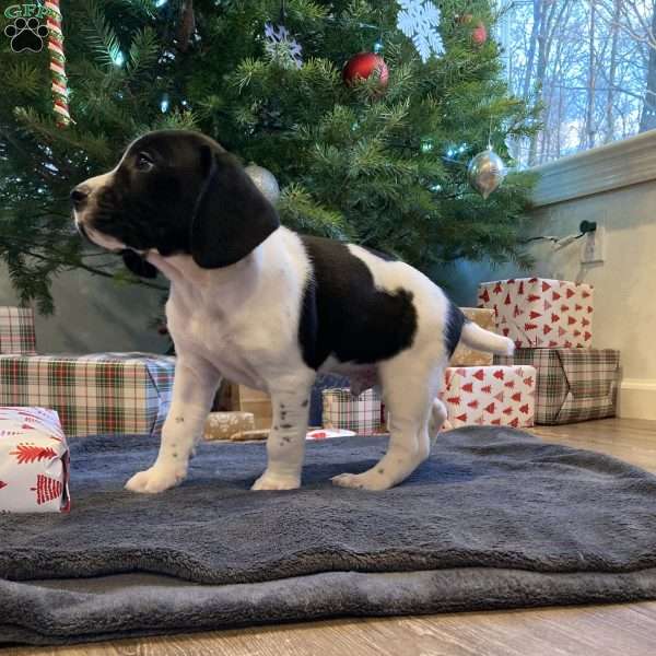 Milo, Beagle Mix Puppy