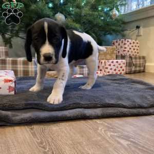 Milo, Beagle Mix Puppy