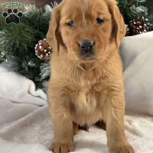 Archie, Golden Retriever Puppy
