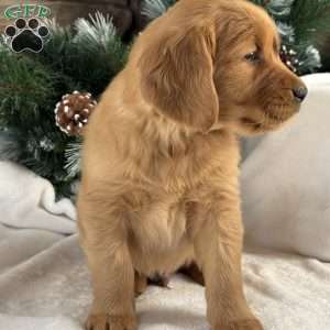 Archie, Golden Retriever Puppy