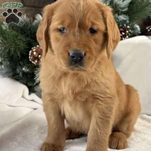 Archie, Golden Retriever Puppy