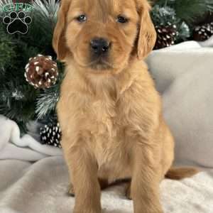 Nova, Golden Retriever Puppy
