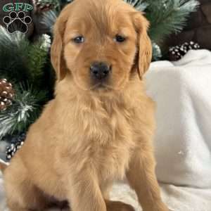 Nova, Golden Retriever Puppy