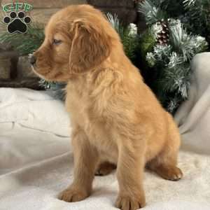Nova, Golden Retriever Puppy