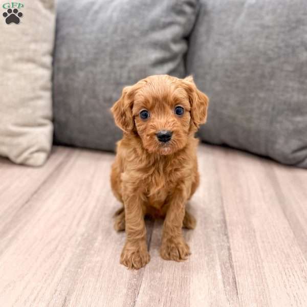 Rudolf, Cavapoo Puppy