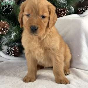 Nova, Golden Retriever Puppy