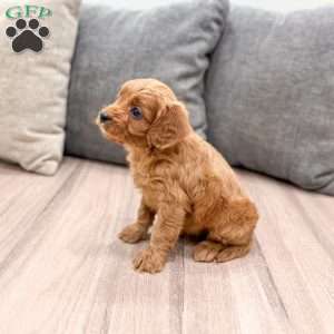 Rudolf, Cavapoo Puppy