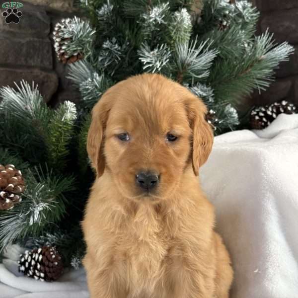 Nova, Golden Retriever Puppy