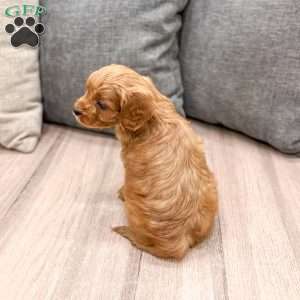Rudolf, Cavapoo Puppy