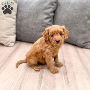 Rudolf, Cavapoo Puppy