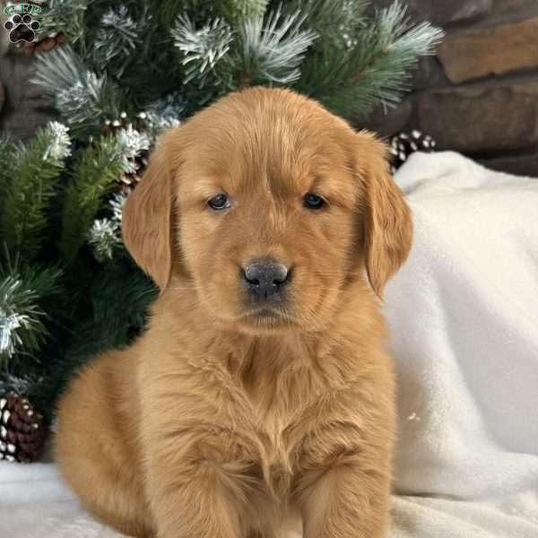 Lulu, Golden Retriever Puppy