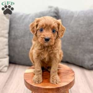 Rudolf, Cavapoo Puppy