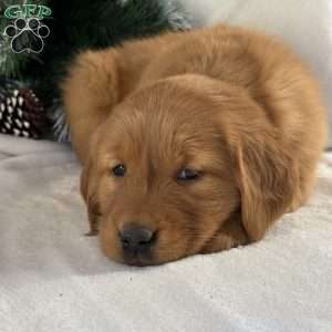 Lulu, Golden Retriever Puppy