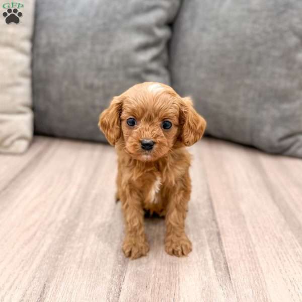 Jerry, Cavapoo Puppy