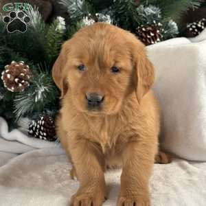 Lulu, Golden Retriever Puppy