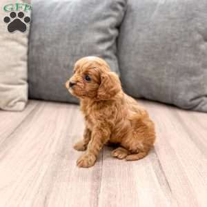 Jerry, Cavapoo Puppy