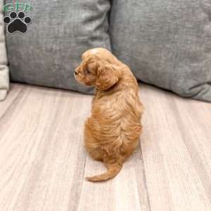 Jerry, Cavapoo Puppy