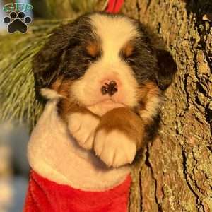 Beauty, Bernese Mountain Dog Puppy
