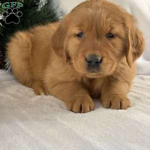 Lulu, Golden Retriever Puppy