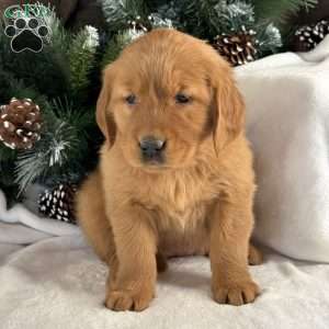 Lulu, Golden Retriever Puppy