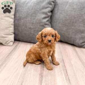 Jerry, Cavapoo Puppy