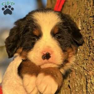Beauty, Bernese Mountain Dog Puppy