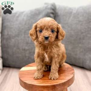 Jerry, Cavapoo Puppy