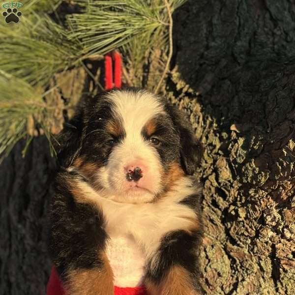 Beauty, Bernese Mountain Dog Puppy