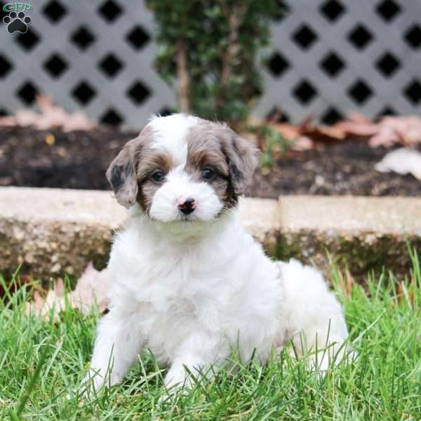 Sofie, Cavapoo Puppy