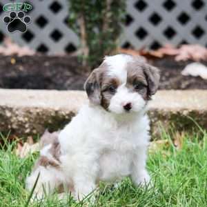 Sofie, Cavapoo Puppy