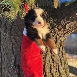Beauty, Bernese Mountain Dog Puppy