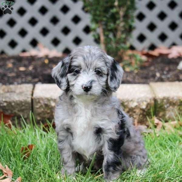 Samantha, Cavapoo Puppy