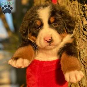 Bailey, Bernese Mountain Dog Puppy