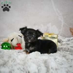 Buddy, Chihuahua Puppy