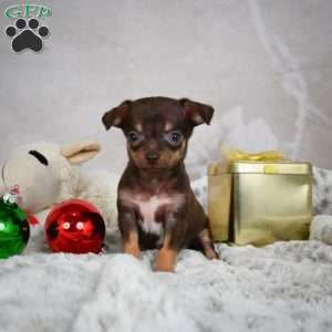 Rumor, Chihuahua Puppy