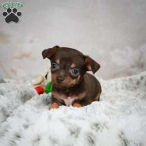 Rumor, Chihuahua Puppy