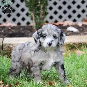 Samantha, Cavapoo Puppy