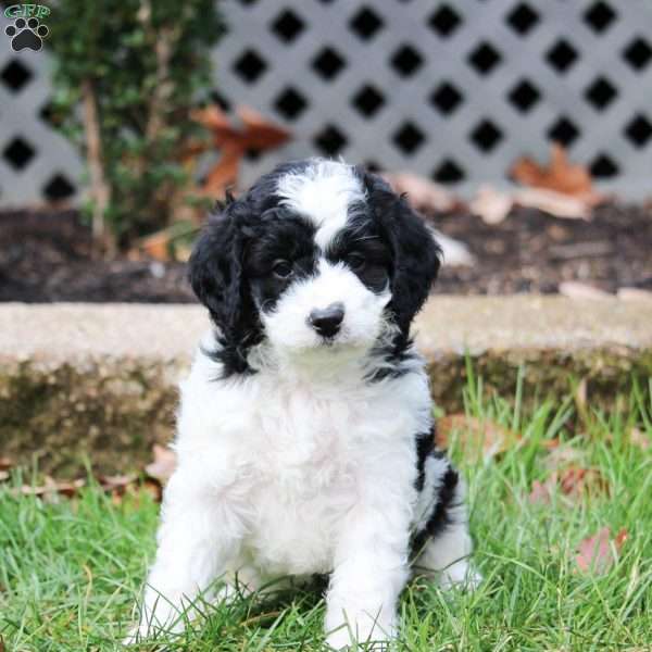 Sarah, Cavapoo Puppy