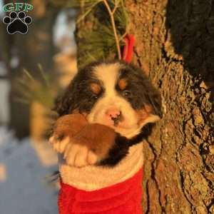 Bailey, Bernese Mountain Dog Puppy