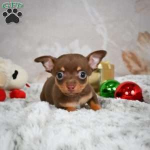 Keenan, Chihuahua Puppy
